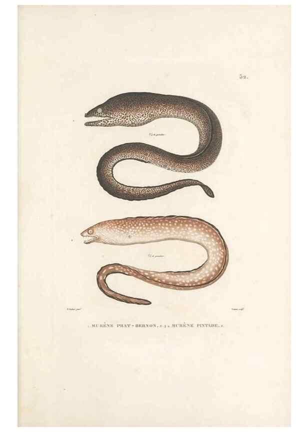 Reproducción/Reproduction 49814516907: Voyage autour du monde, entrepris par ordre du roi.. Paris,Chez Pillet aîné,1824-1844.. 