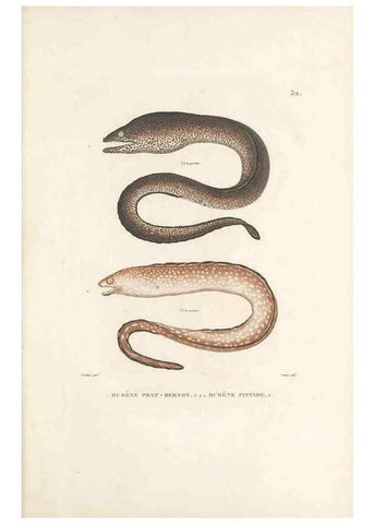 Reproducción/Reproduction 49814516907: Voyage autour du monde, entrepris par ordre du roi.. Paris,Chez Pillet aîné,1824-1844.. 