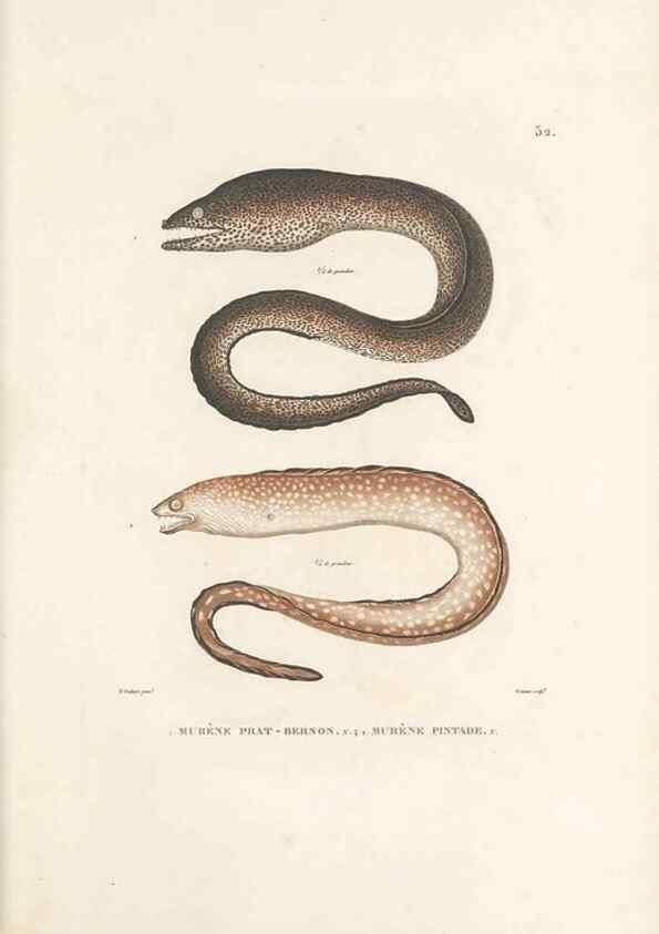 Reproducción/Reproduction 49814516907: Voyage autour du monde, entrepris par ordre du roi.. Paris,Chez Pillet aîné,1824-1844.. 