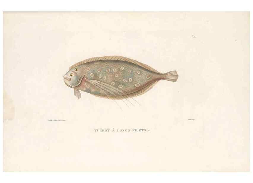 Reproducción/Reproduction 49813668658: Voyage autour du monde, entrepris par ordre du roi.. Paris,Chez Pillet aîné,1824-1844.. 