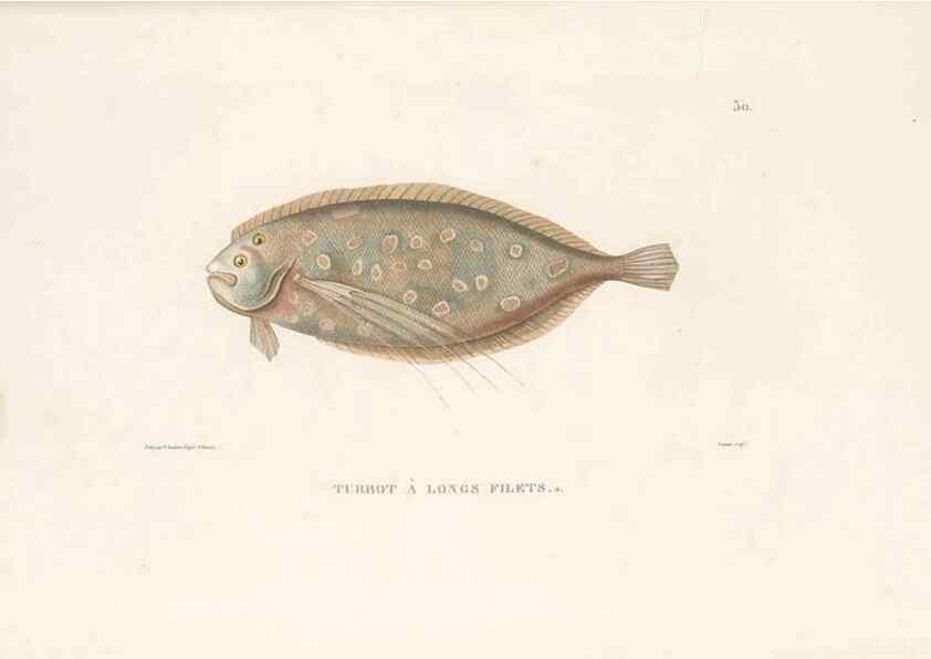 Reproducción/Reproduction 49813668658: Voyage autour du monde, entrepris par ordre du roi.. Paris,Chez Pillet aîné,1824-1844.. 