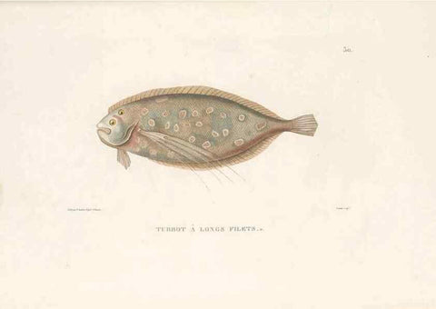 Reproducción/Reproduction 49813668658: Voyage autour du monde, entrepris par ordre du roi.. Paris,Chez Pillet aîné,1824-1844.. 