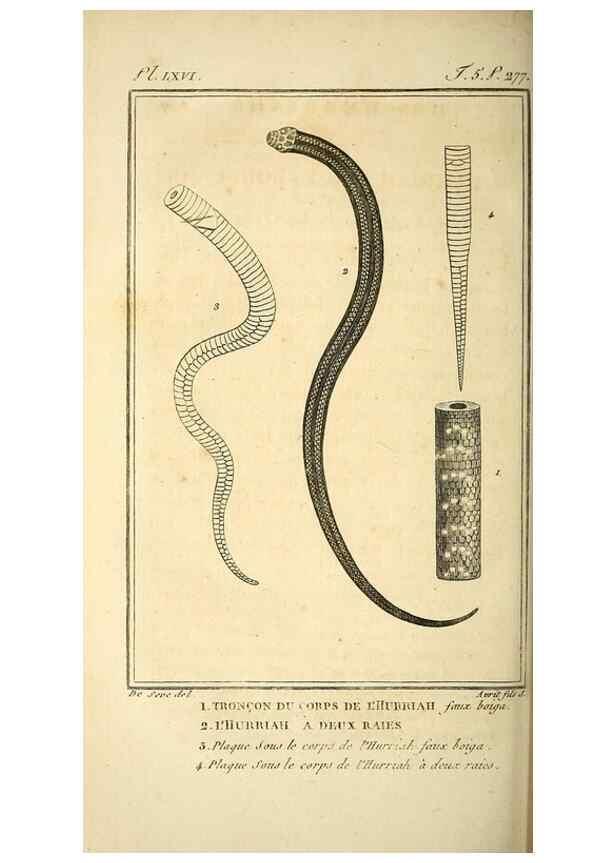 Reproducción/Reproduction 49813642658: Histoire naturelle, générale et particulière, des reptiles. A Paris :De l'Imprimerie de F. Dufart,an X-XI [1802-1803]. 