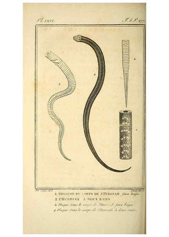 Reproducción/Reproduction 49813642658: Histoire naturelle, générale et particulière, des reptiles. A Paris :De l'Imprimerie de F. Dufart,an X-XI [1802-1803]. 