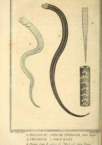Reproducción/Reproduction 49813642658: Histoire naturelle, générale et particulière, des reptiles. A Paris :De l'Imprimerie de F. Dufart,an X-XI [1802-1803]. 