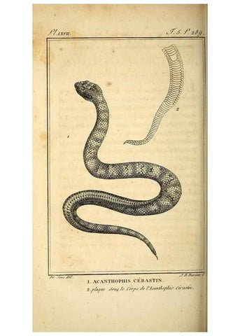 Reproducción/Reproduction 49813643093: Histoire naturelle, générale et particulière, des reptiles. A Paris :De l'Imprimerie de F. Dufart,an X-XI [1802-1803]. 