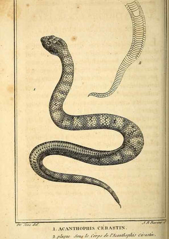 Reproducción/Reproduction 49813643093: Histoire naturelle, générale et particulière, des reptiles. A Paris :De l'Imprimerie de F. Dufart,an X-XI [1802-1803]. 