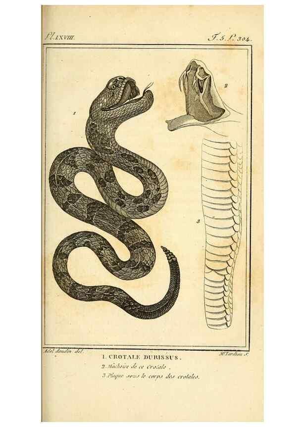 Reproducción/Reproduction 49814491282: Histoire naturelle, générale et particulière, des reptiles. A Paris :De l'Imprimerie de F. Dufart,an X-XI [1802-1803]. 