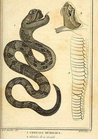 Reproducción/Reproduction 49814491282: Histoire naturelle, générale et particulière, des reptiles. A Paris :De l'Imprimerie de F. Dufart,an X-XI [1802-1803]. 