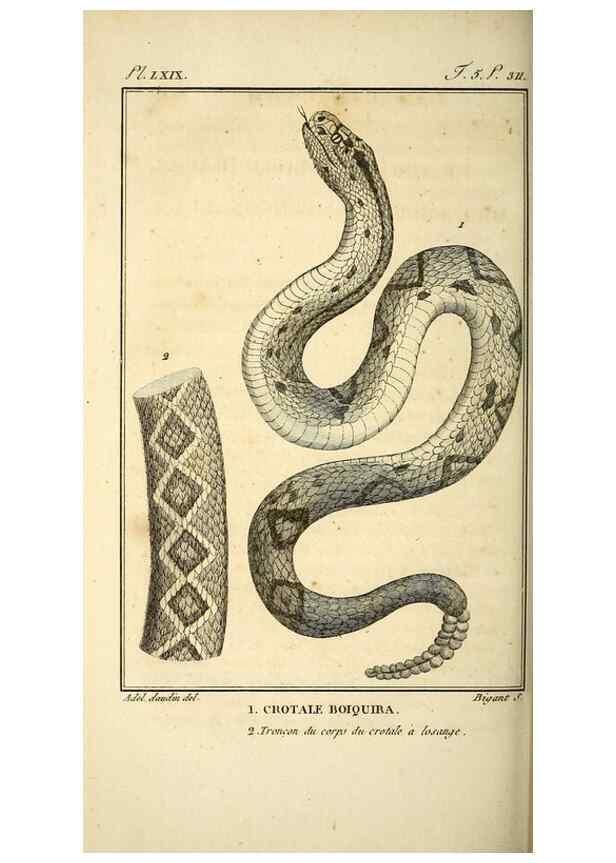 Reproducción/Reproduction 49814491667: Histoire naturelle, générale et particulière, des reptiles. A Paris :De l'Imprimerie de F. Dufart,an X-XI [1802-1803]. 