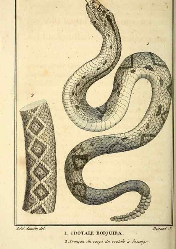 Reproducción/Reproduction 49814491667: Histoire naturelle, générale et particulière, des reptiles. A Paris :De l'Imprimerie de F. Dufart,an X-XI [1802-1803]. 