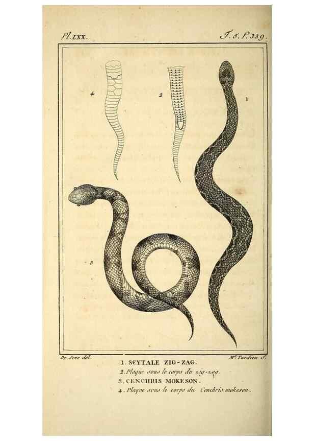 Reproducción/Reproduction 49814182306: Histoire naturelle, générale et particulière, des reptiles. A Paris :De l'Imprimerie de F. Dufart,an X-XI [1802-1803]. 