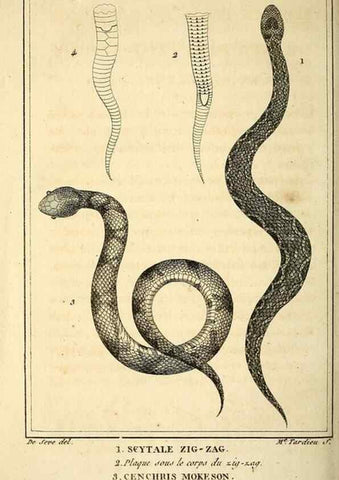 Reproducción/Reproduction 49814182306: Histoire naturelle, générale et particulière, des reptiles. A Paris :De l'Imprimerie de F. Dufart,an X-XI [1802-1803]. 
