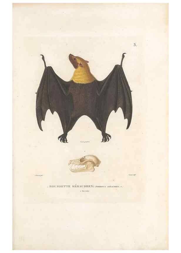 Reproducción/Reproduction 49814193131: Voyage autour du monde, entrepris par ordre du roi.. Paris,Chez Pillet aîné,1824-1844.. 