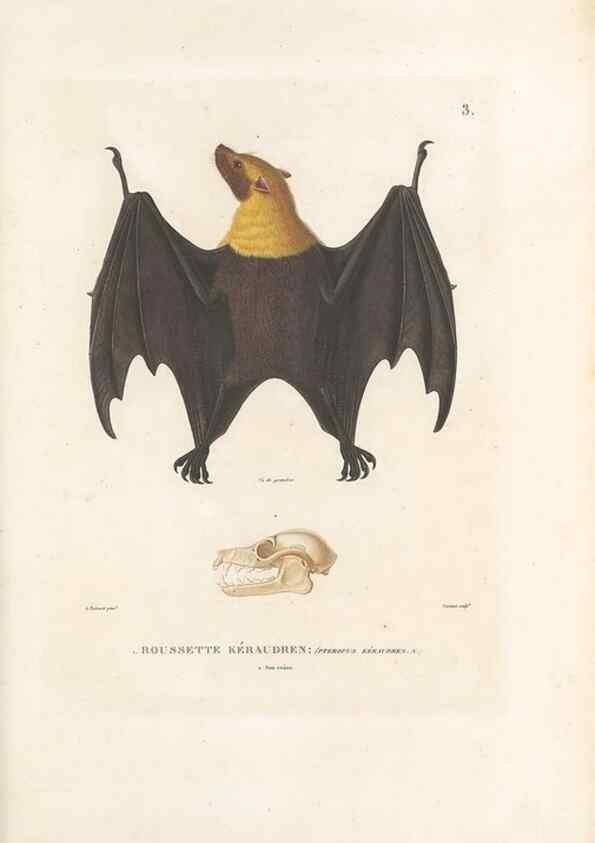 Reproducción/Reproduction 49814193131: Voyage autour du monde, entrepris par ordre du roi.. Paris,Chez Pillet aîné,1824-1844.. 