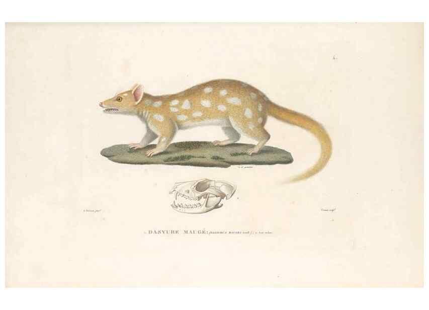 Reproducción/Reproduction 49814503137: Voyage autour du monde, entrepris par ordre du roi.. Paris,Chez Pillet aîné,1824-1844.. 