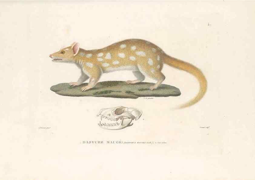 Reproducción/Reproduction 49814503137: Voyage autour du monde, entrepris par ordre du roi.. Paris,Chez Pillet aîné,1824-1844.. 