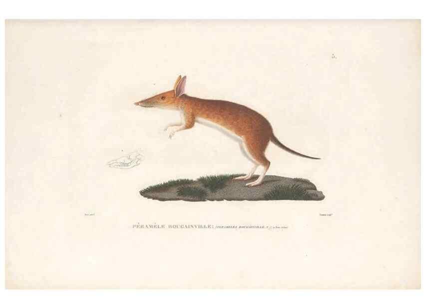 Reproducción/Reproduction 49814193761: Voyage autour du monde, entrepris par ordre du roi.. Paris,Chez Pillet aîné,1824-1844.. 