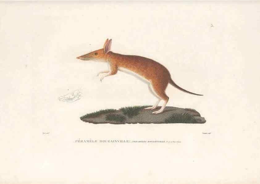 Reproducción/Reproduction 49814193761: Voyage autour du monde, entrepris par ordre du roi.. Paris,Chez Pillet aîné,1824-1844.. 