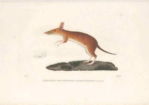 Reproducción/Reproduction 49814193761: Voyage autour du monde, entrepris par ordre du roi.. Paris,Chez Pillet aîné,1824-1844.. 