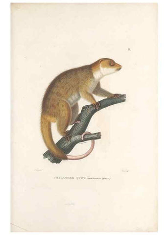 Reproducción/Reproduction 49813656188: Voyage autour du monde, entrepris par ordre du roi.. Paris,Chez Pillet aîné,1824-1844.. 