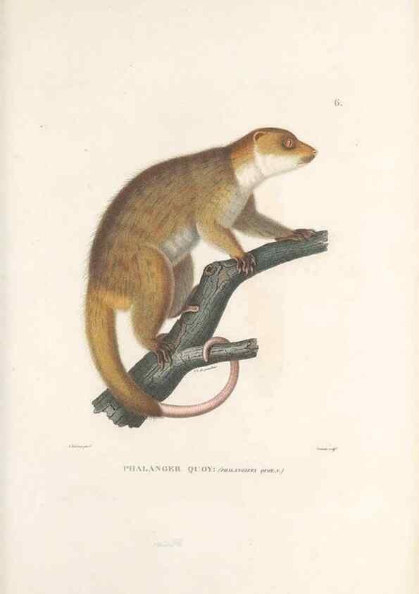 Reproducción/Reproduction 49813656188: Voyage autour du monde, entrepris par ordre du roi.. Paris,Chez Pillet aîné,1824-1844.. 