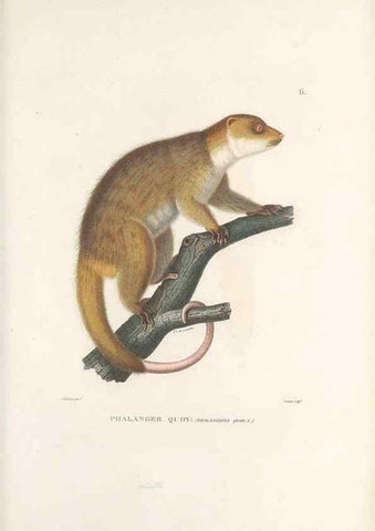 Reproducción/Reproduction 49813656188: Voyage autour du monde, entrepris par ordre du roi.. Paris,Chez Pillet aîné,1824-1844.. 