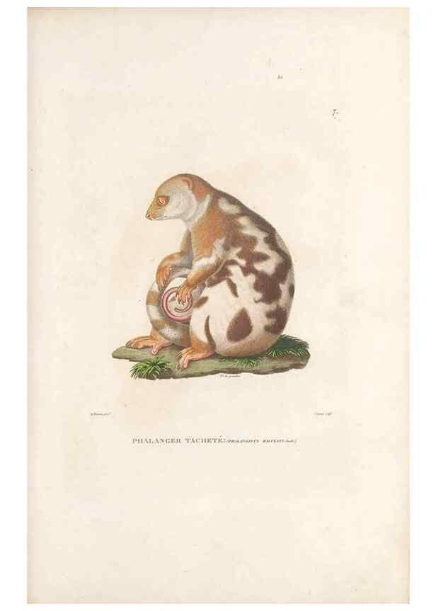 Reproducción/Reproduction 49813656498: Voyage autour du monde, entrepris par ordre du roi.. Paris,Chez Pillet aîné,1824-1844.. 