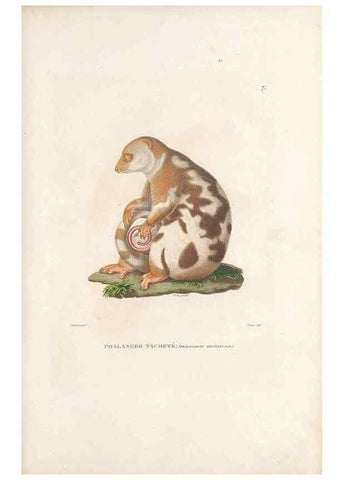Reproducción/Reproduction 49813656498: Voyage autour du monde, entrepris par ordre du roi.. Paris,Chez Pillet aîné,1824-1844.. 