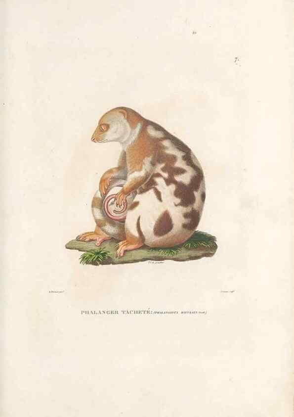 Reproducción/Reproduction 49813656498: Voyage autour du monde, entrepris par ordre du roi.. Paris,Chez Pillet aîné,1824-1844.. 