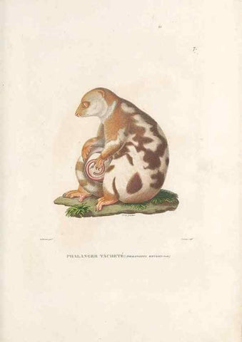Reproducción/Reproduction 49813656498: Voyage autour du monde, entrepris par ordre du roi.. Paris,Chez Pillet aîné,1824-1844.. 