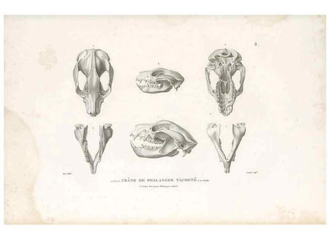 Reproducción/Reproduction 49813656838: Voyage autour du monde, entrepris par ordre du roi.. Paris,Chez Pillet aîné,1824-1844.. 