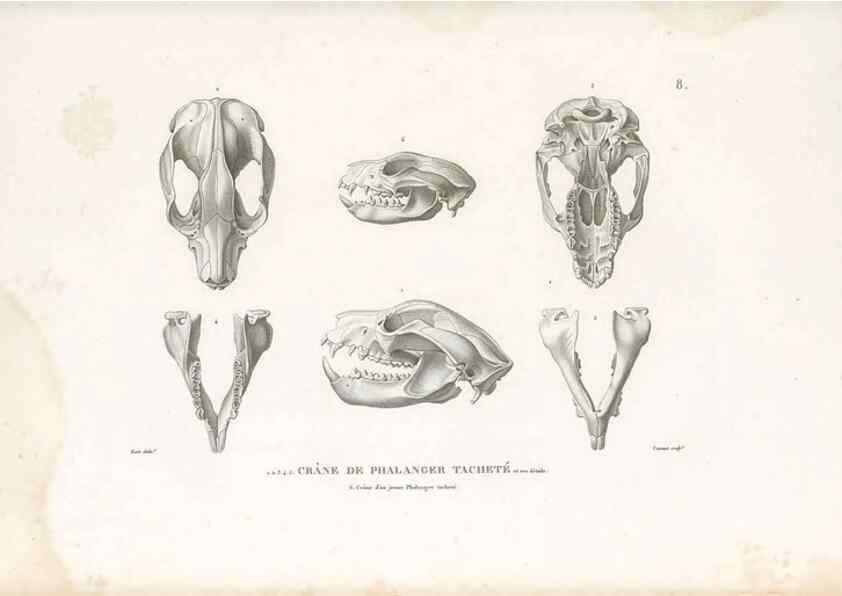Reproducción/Reproduction 49813656838: Voyage autour du monde, entrepris par ordre du roi.. Paris,Chez Pillet aîné,1824-1844.. 