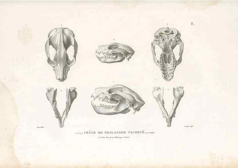 Reproducción/Reproduction 49813656838: Voyage autour du monde, entrepris par ordre du roi.. Paris,Chez Pillet aîné,1824-1844.. 