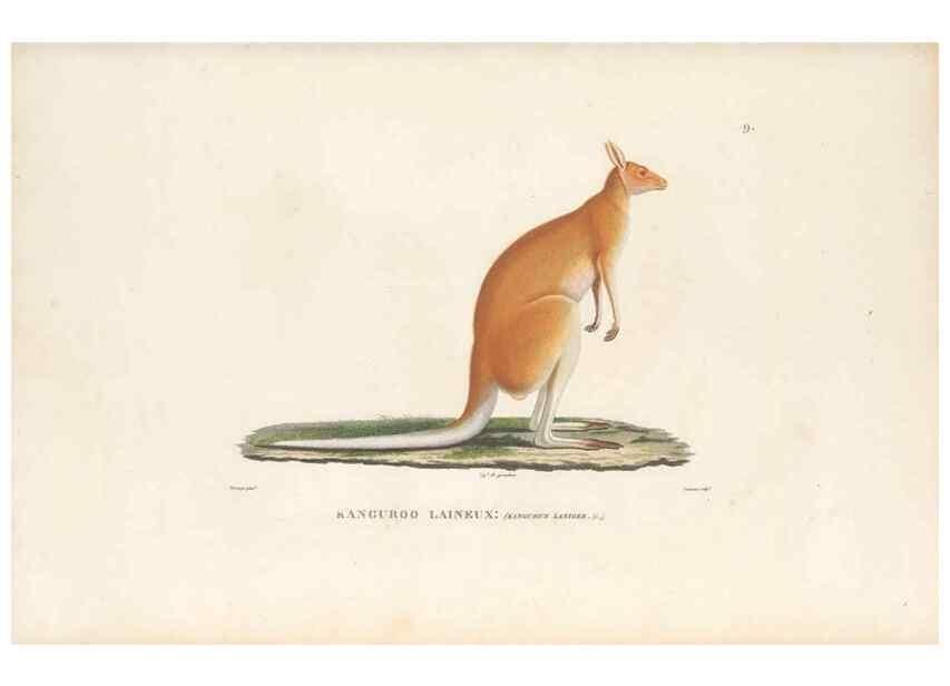 Reproducción/Reproduction 49814504502: Voyage autour du monde, entrepris par ordre du roi.. Paris,Chez Pillet aîné,1824-1844.. 