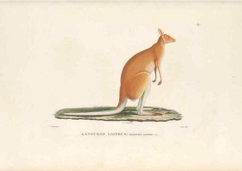 Reproducción/Reproduction 49814504502: Voyage autour du monde, entrepris par ordre du roi.. Paris,Chez Pillet aîné,1824-1844.. 