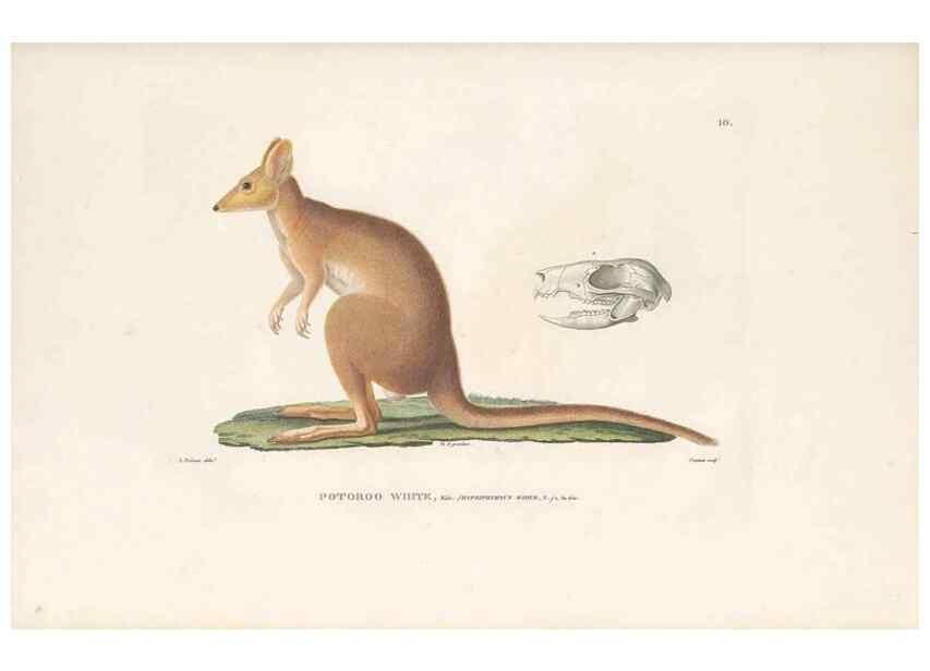 Reproducción/Reproduction 49814504827: Voyage autour du monde, entrepris par ordre du roi.. Paris,Chez Pillet aîné,1824-1844.. 