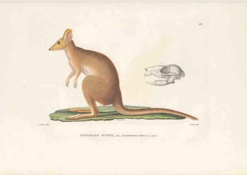 Reproducción/Reproduction 49814504827: Voyage autour du monde, entrepris par ordre du roi.. Paris,Chez Pillet aîné,1824-1844.. 