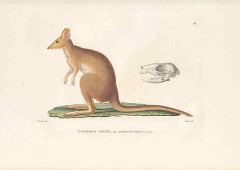 Reproducción/Reproduction 49814504827: Voyage autour du monde, entrepris par ordre du roi.. Paris,Chez Pillet aîné,1824-1844.. 