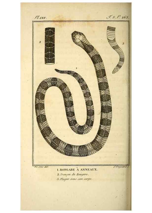 Reproducción/Reproduction 49813642308: Histoire naturelle, générale et particulière, des reptiles. A Paris :De l'Imprimerie de F. Dufart,an X-XI [1802-1803]. 
