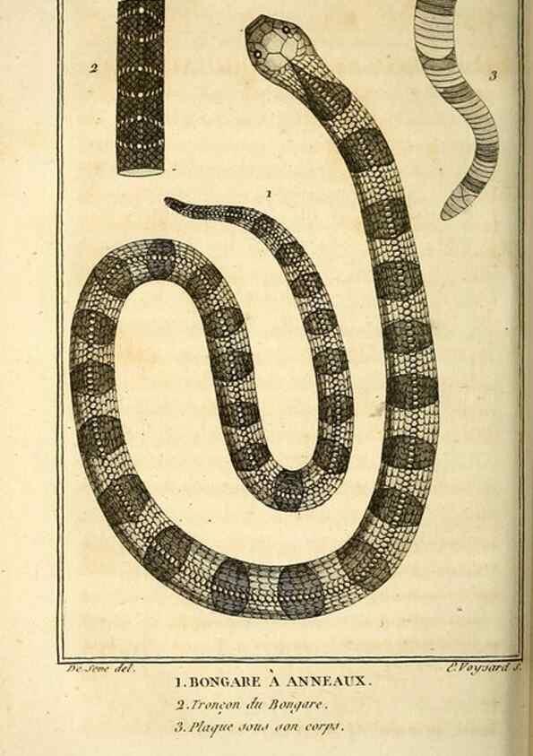 Reproducción/Reproduction 49813642308: Histoire naturelle, générale et particulière, des reptiles. A Paris :De l'Imprimerie de F. Dufart,an X-XI [1802-1803]. 