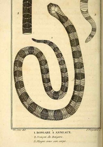 Reproducción/Reproduction 49813642308: Histoire naturelle, générale et particulière, des reptiles. A Paris :De l'Imprimerie de F. Dufart,an X-XI [1802-1803]. 