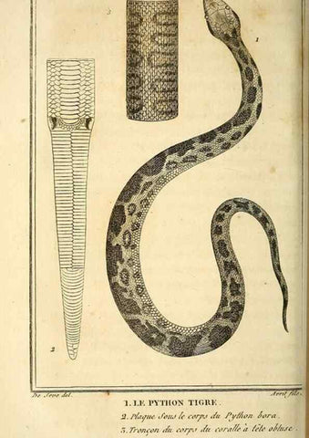Reproducción/Reproduction 49814489767: Histoire naturelle, générale et particulière, des reptiles. A Paris :De l'Imprimerie de F. Dufart,an X-XI [1802-1803]. 