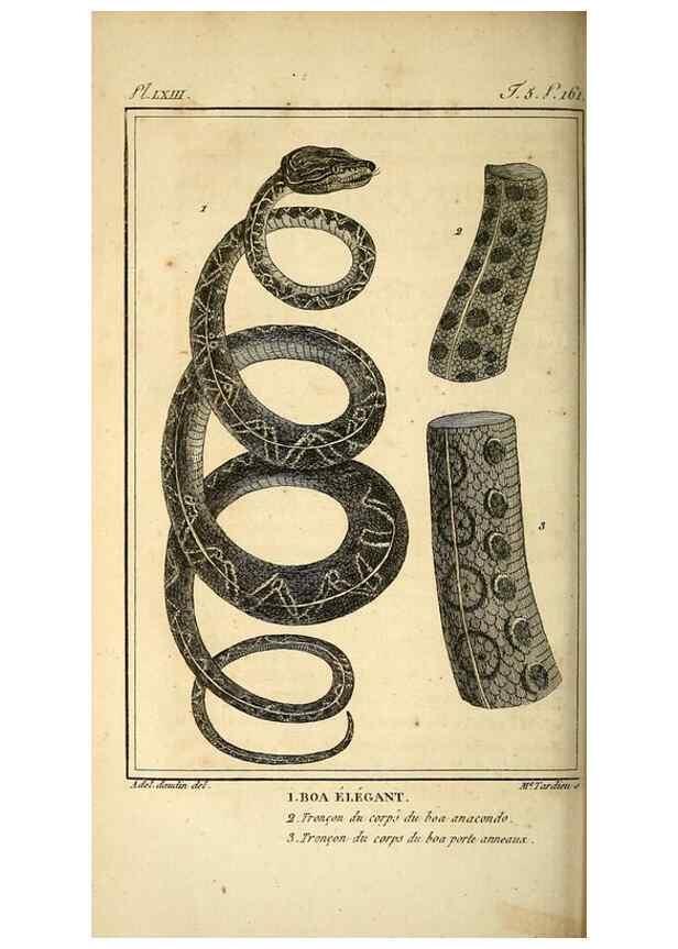 Reproducción/Reproduction 49814489197: Histoire naturelle, générale et particulière, des reptiles. A Paris :De l'Imprimerie de F. Dufart,an X-XI [1802-1803]. 