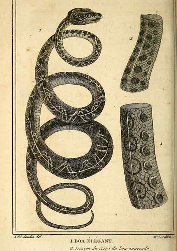 Reproducción/Reproduction 49814489197: Histoire naturelle, générale et particulière, des reptiles. A Paris :De l'Imprimerie de F. Dufart,an X-XI [1802-1803]. 