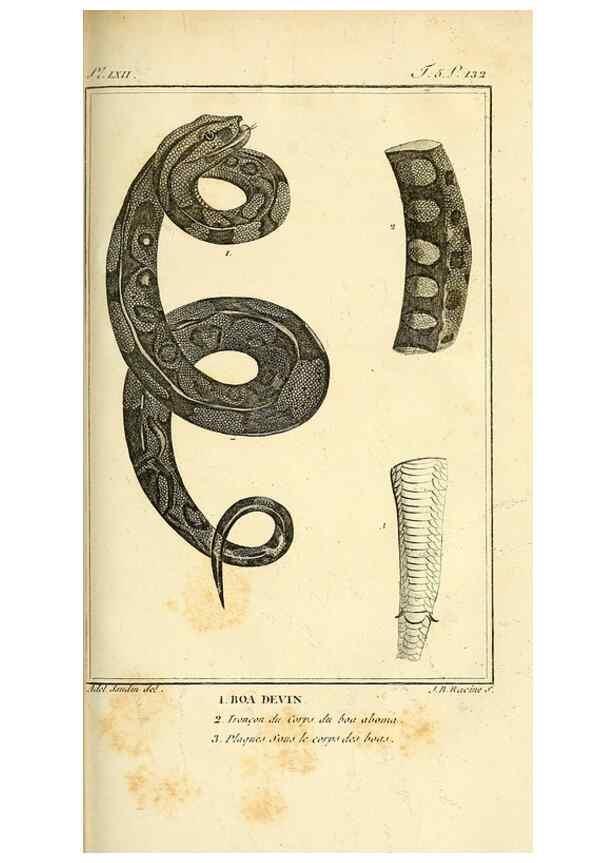 Reproducción/Reproduction 49813640723: Histoire naturelle, générale et particulière, des reptiles. A Paris :De l'Imprimerie de F. Dufart,an X-XI [1802-1803]. 