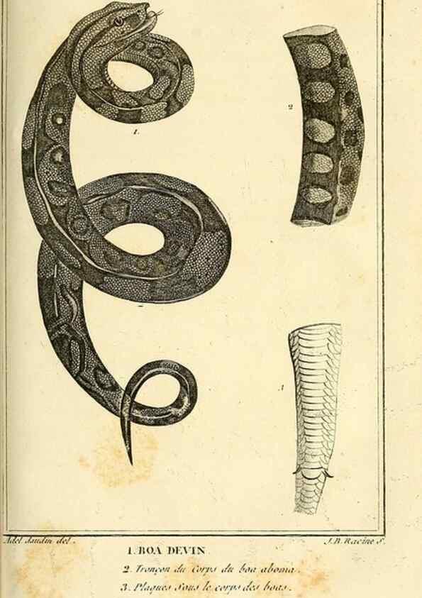 Reproducción/Reproduction 49813640723: Histoire naturelle, générale et particulière, des reptiles. A Paris :De l'Imprimerie de F. Dufart,an X-XI [1802-1803]. 