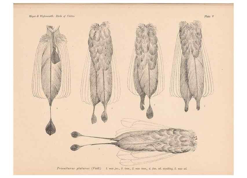 Reproducción/Reproduction 49814272822: The birds of Celebes and the neighbouring islands /. Berlin :R. Friedländer & Sohn,1898.. 