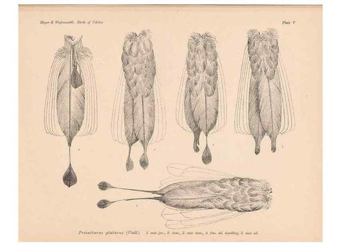 Reproducción/Reproduction 49814272822: The birds of Celebes and the neighbouring islands /. Berlin :R. Friedländer & Sohn,1898.. 