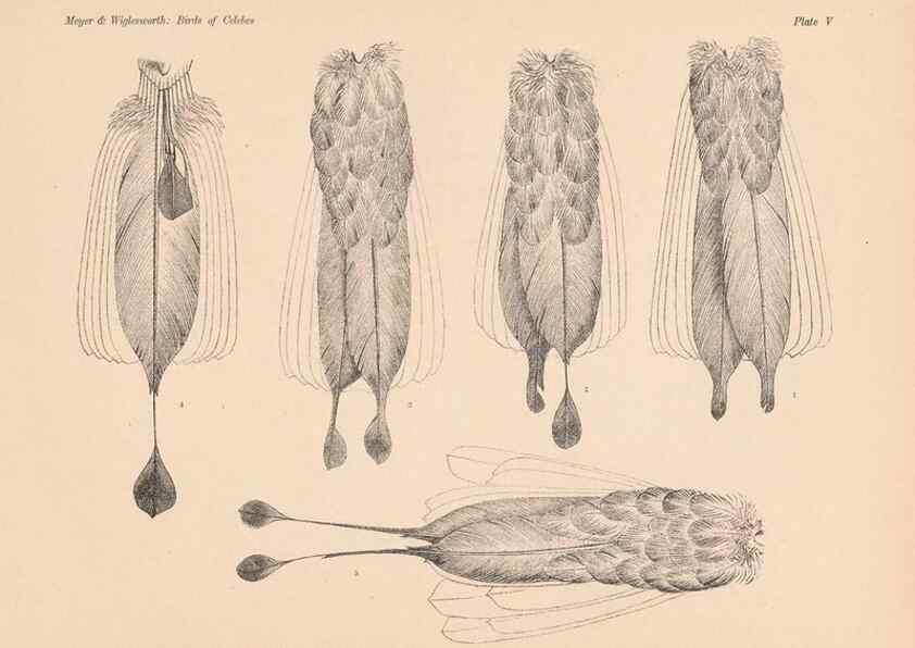 Reproducción/Reproduction 49814272822: The birds of Celebes and the neighbouring islands /. Berlin :R. Friedländer & Sohn,1898.. 